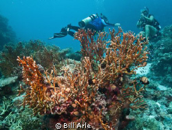 Coral Sea.  Canon G-10, Ikelite housing, strobes and dome. by Bill Arle 